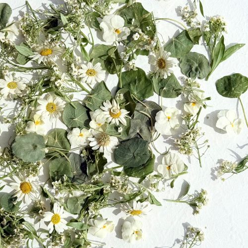 Edible Flowers - 'Monica' Freeze Dried Flower and Petal Mix - Food Grade - Image 6