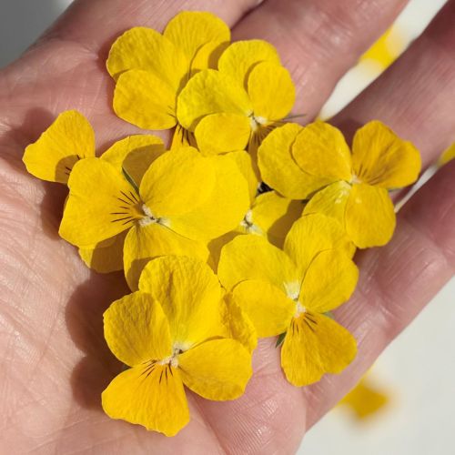 Edible Freeze Dried Bright Yellow Violas - Food Grade - Image 2