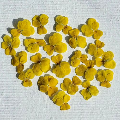 Edible Freeze Dried Bright Yellow Violas - Food Grade - Image 4