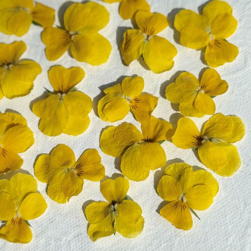 Edible Freeze Dried Bright Yellow Violas - Food Grade - Image 6
