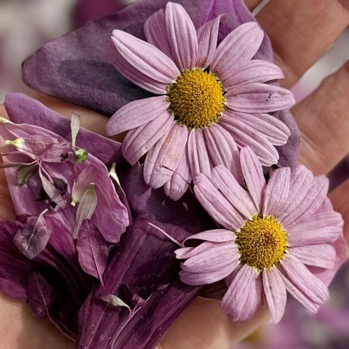 Edible Flowers - Freeze Dried 'Arabella' mix of Pink Daisy, Cosmos, Red Amaranth and Butterfly Sorrel Leaves - Certified Food Grade - Image 2