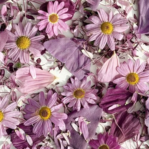 Edible Flowers - Freeze Dried 'Arabella' mix of Pink Daisy, Cosmos, Red Amaranth and Butterfly Sorrel Leaves - Certified Food Grade - Image 3