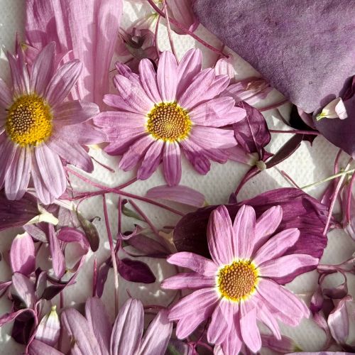 Edible Flowers - Freeze Dried 'Arabella' mix of Pink Daisy, Cosmos, Red Amaranth and Butterfly Sorrel Leaves - Certified Food Grade - Image 4