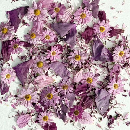 Edible Flowers - Freeze Dried 'Arabella' mix of Pink Daisy, Cosmos, Red Amaranth and Butterfly Sorrel Leaves - Certified Food Grade - Image 6