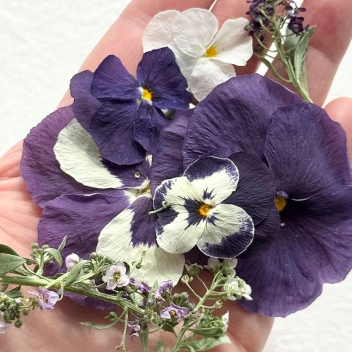 Edible Flowers - 'Emily' Freeze Dried Purple & White Viola, Pansy and Alyssum Mix - Certified Food Grade - Image 2