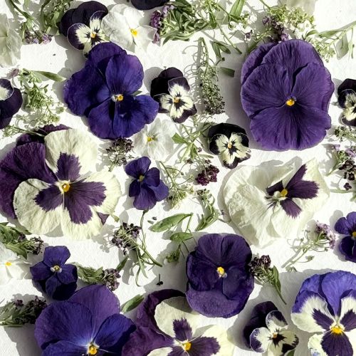 Edible Flowers - 'Emily' Freeze Dried Purple & White Viola, Pansy and Alyssum Mix - Certified Food Grade - Image 3