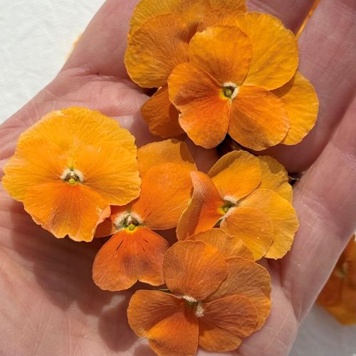 Edible Freeze Dried Bright Orange Violas - Food Grade - Image 2