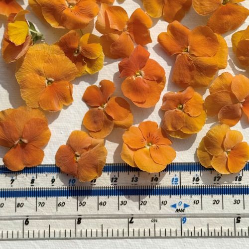 Edible Freeze Dried Bright Orange Violas - Food Grade - Image 3