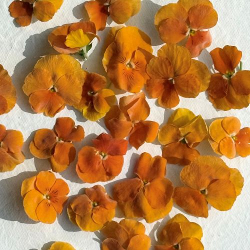 Edible Freeze Dried Bright Orange Violas - Food Grade - Image 4