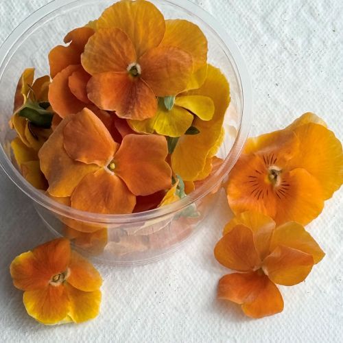 Edible Freeze Dried Bright Orange Violas - Food Grade - Image 5