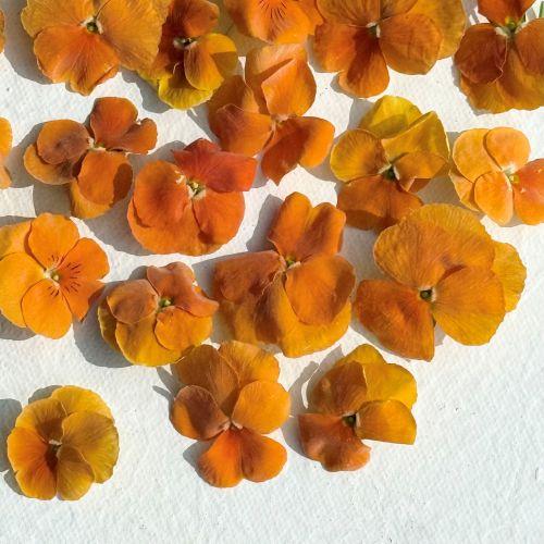Edible Freeze Dried Bright Orange Violas - Food Grade - Image 6
