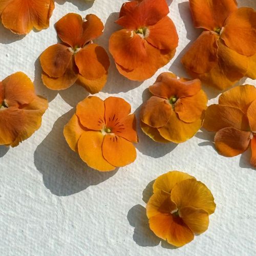 Edible Freeze Dried Bright Orange Violas - Food Grade - Image 7