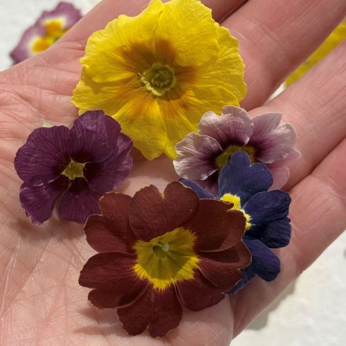 Edible Freeze Dried Primrose Flower Heads - Food Grade - Image 2