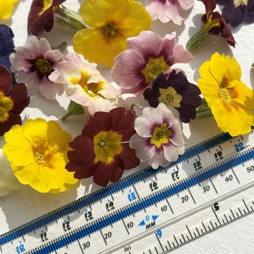Edible Freeze Dried Primrose Flower Heads - Food Grade - Image 3