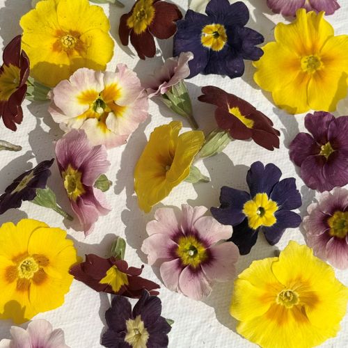 Edible Freeze Dried Primrose Flower Heads - Food Grade - Image 4