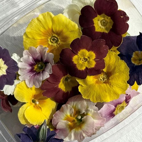 Edible Freeze Dried Primrose Flower Heads - Food Grade - Image 5