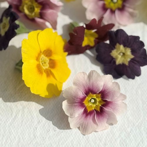 Edible Freeze Dried Primrose Flower Heads - Food Grade - Image 6