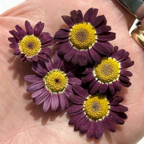 Edible Flowers - Freeze Dried Purple Daisy (Biden) - Certified Food Grade - Image 2