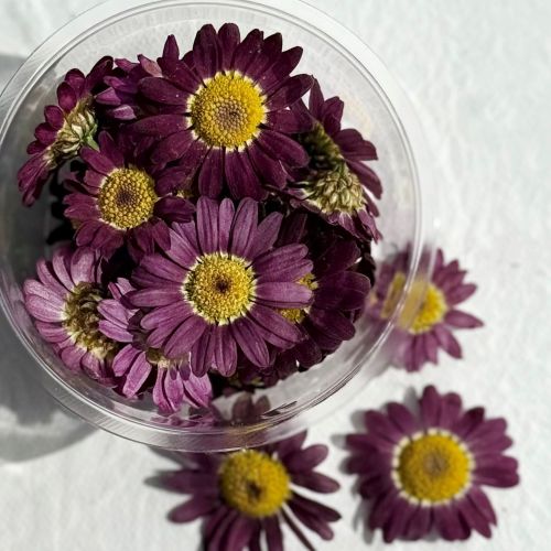 Edible Flowers - Freeze Dried Purple Daisy (Biden) - Certified Food Grade - Image 3