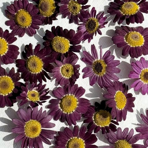 Edible Flowers - Freeze Dried Purple Daisy (Biden) - Certified Food Grade - Image 4