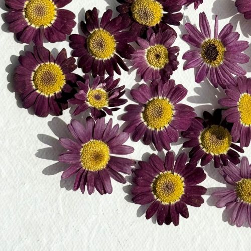 Edible Flowers - Freeze Dried Purple Daisy (Biden) - Certified Food Grade - Image 6