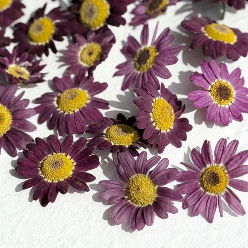Edible Flowers - Freeze Dried Purple Daisy (Biden) - Certified Food Grade - Image 7