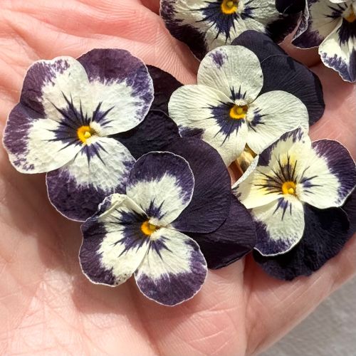 Edible Freeze Dried Bright Purple & White Violas - Food Grade - Image 2