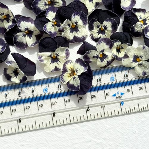 Edible Freeze Dried Bright Purple & White Violas - Food Grade - Image 4