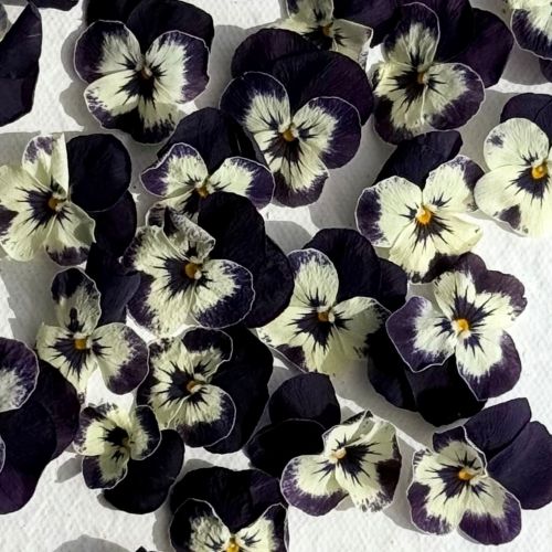 Edible Freeze Dried Bright Purple & White Violas - Food Grade - Image 7