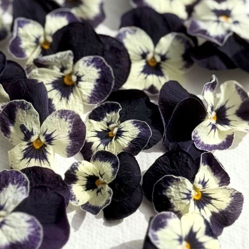 Edible Freeze Dried Bright Purple & White Violas - Food Grade - Image 3