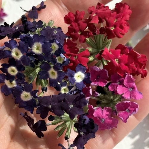 Edible Freeze Dried Mix of Red, Blue, Purple & Pink Verbena Flower Petal Florets - Certified Food Grade - Image 2