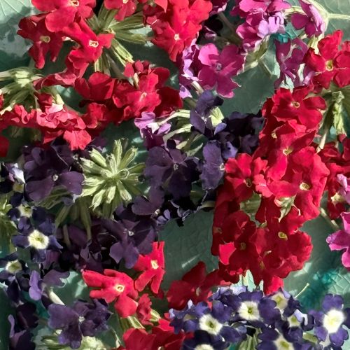 Edible Freeze Dried Mix of Red, Blue, Purple & Pink Verbena Flower Petal Florets - Certified Food Grade - Image 5