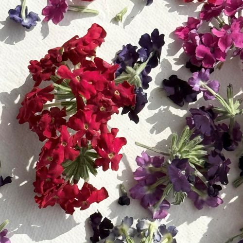 Edible Freeze Dried Mix of Red, Blue, Purple & Pink Verbena Flower Petal Florets - Certified Food Grade - Image 6